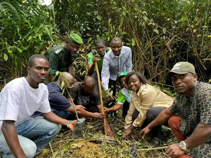 Restauration des mangroves